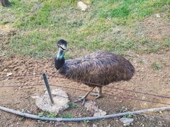 -石家庄市动物园