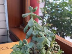 -节节香.成都非遗肥肠粉(总店)