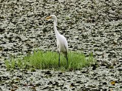 -腾冲北海湿地