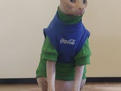 -有猫主题·治愈系猫咖(曾厝垵店)