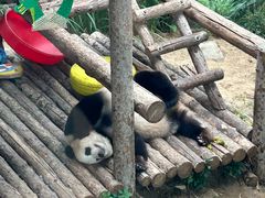 -大连森林动物园