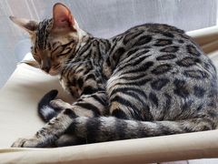-猫爪屋猫咖(乐汇城店)