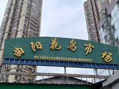 -曲阳花鸟市场(曲阳路店)