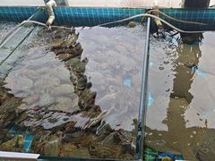 -渡海小渔村.老辈日照菜