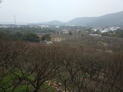 -香雪海