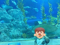 -芜湖新华联大白鲸海洋公园