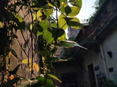 -小洲村
