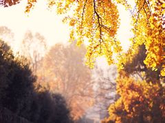 -大锅强·蒸海鲜青岛菜(吾悦广场店)