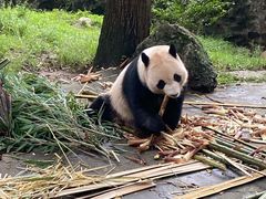 -都江堰中华大熊猫苑
