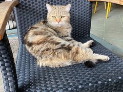 -喵屿·大理花园猫咖