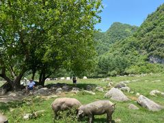 -狮子沟牧场