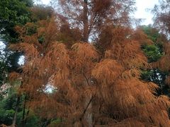 -重庆彩云湖湿地公园