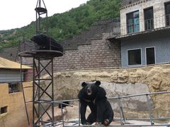 动物园内黑熊-八达岭长城