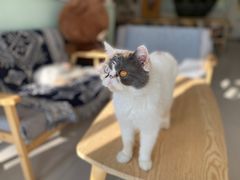 -平行世界·猫咖(首经贸店)