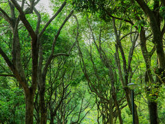 -燕晗山郊野公园