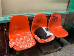 -猫咪博物馆(顶澳仔猫街店)