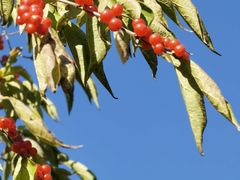 -永定河休闲森林公园