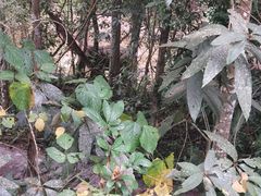 -野象谷景区