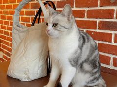 -猫小院猫主题餐厅(南锣旗舰店)