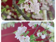 -高东镇樱花园