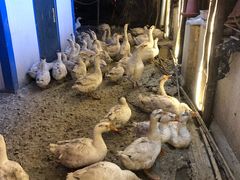 -鱼窝棚柴火铁锅炖(富山屯店)