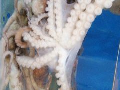 -宾朋海鲜特色美食餐厅·纯手工鲅鱼水饺(兴海路店)