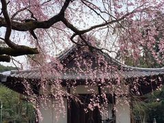 -醍醐寺