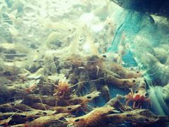 -龙溪海鲜酒家(溪涌店)