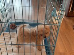 -萌宠之家·腊肠犬·马尔泰·小体犬舍