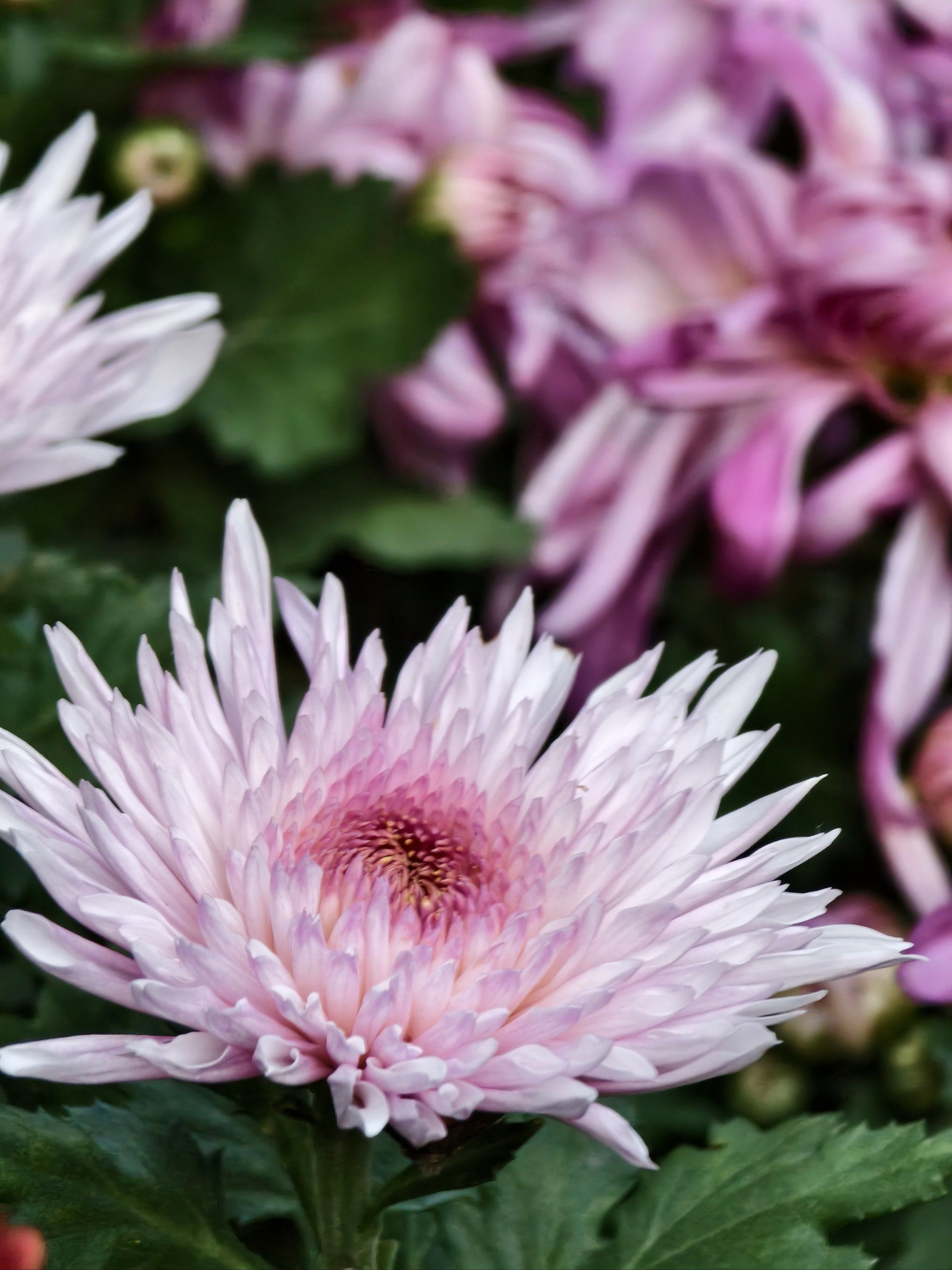 走进植物园的秋天,各种各样的菊花眼花缭乱