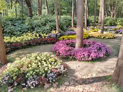 -上海共青森林公园