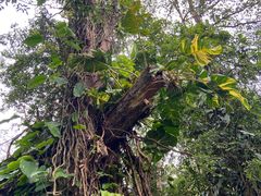 -中国科学院西双版纳热带植物园