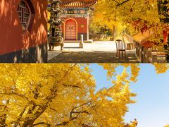 -遵化市禅林寺古银杏风景园