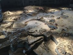 -自贡恐龙博物馆