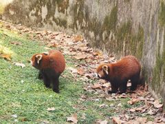 -上海野生动物园