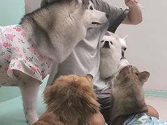 -怪兽屋·羊驼·猫咖·狗咖(俊华广场店)