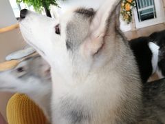 -Husky Go! 哈士奇体验馆·宠物咖啡厅狗咖