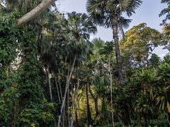 -中国科学院西双版纳热带植物园