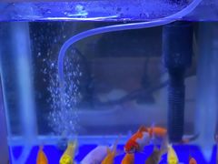 -曲阳花鸟市场(曲阳路店)