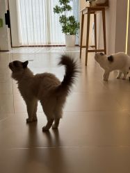 -懒猫摄影studio写真馆