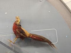 -周师兄大刀腰片火锅(解放碑总店)