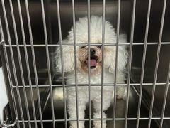 -谐和贝康宠物医院24小时·宠保定点(急重症转诊中心)