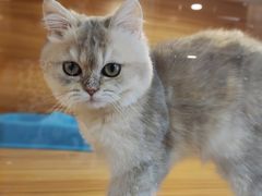 -猫十亿·布偶金渐层·曼基康矮脚猫舍(青年路店)