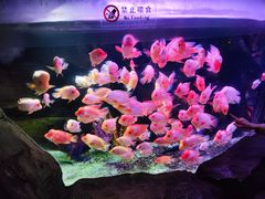 -泉城欧乐堡海洋极地世界