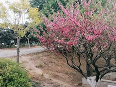 -北京西山国家森林公园