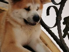-喜柴咖啡·柴犬狗咖