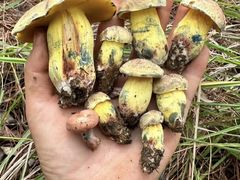 -铁山坪森林公园