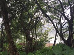-大湾区中央湿地公园