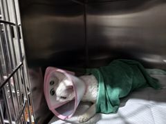-瑞派名望24h动物医院异宠专科·猫专科·骨科·重症监护分院