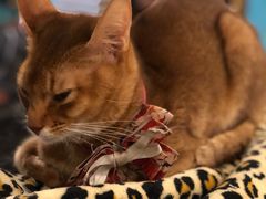 -猫小院猫主题咖啡厅(北锣店)